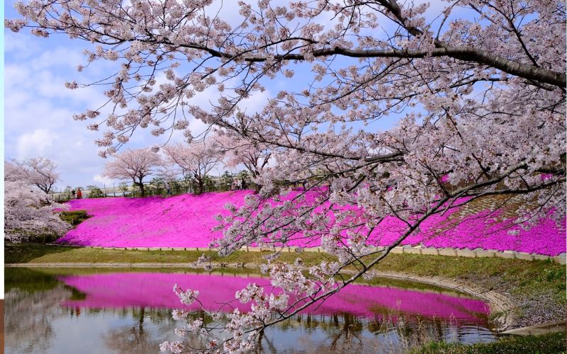 văn hóa kỷ luật